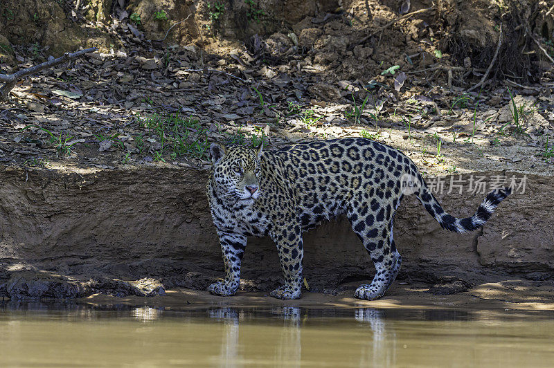 美洲虎(Panthera onca)是一种大型猫科动物，是美洲虎属猫科动物，是美洲唯一现存的美洲虎物种，在巴西潘塔纳尔发现。